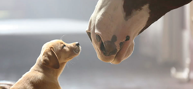 Budweiser Super Bowl ad 