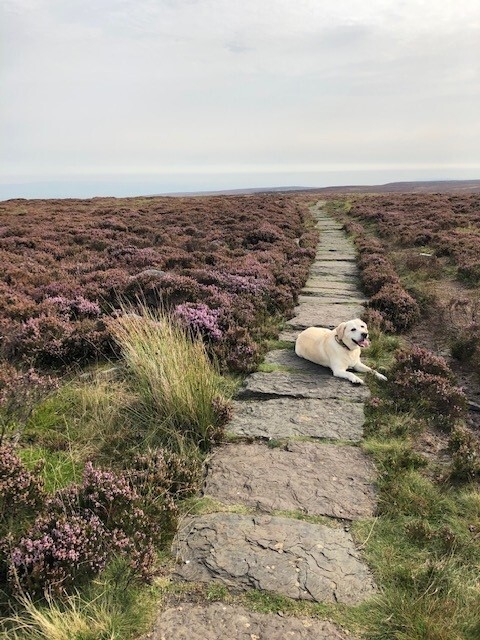 Mandy's dog Dora on Ilkley Moor