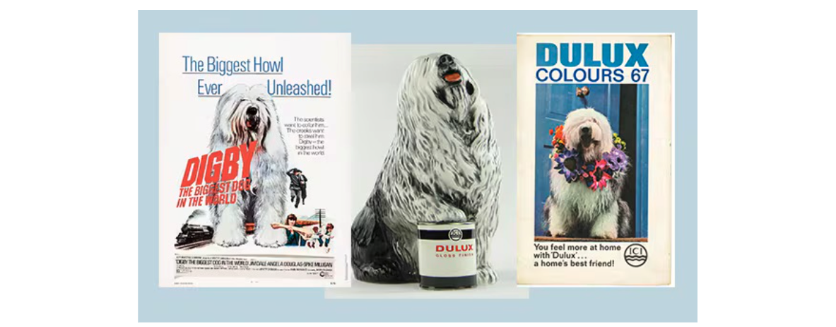Duluxs sheepdog Dash over the years