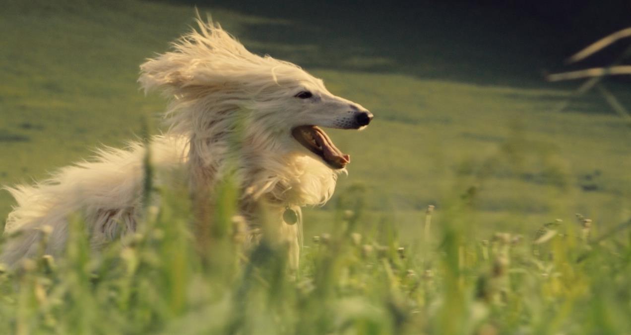 Image of a small dog running through a field from The Farmer's Dog 2025 campaign 