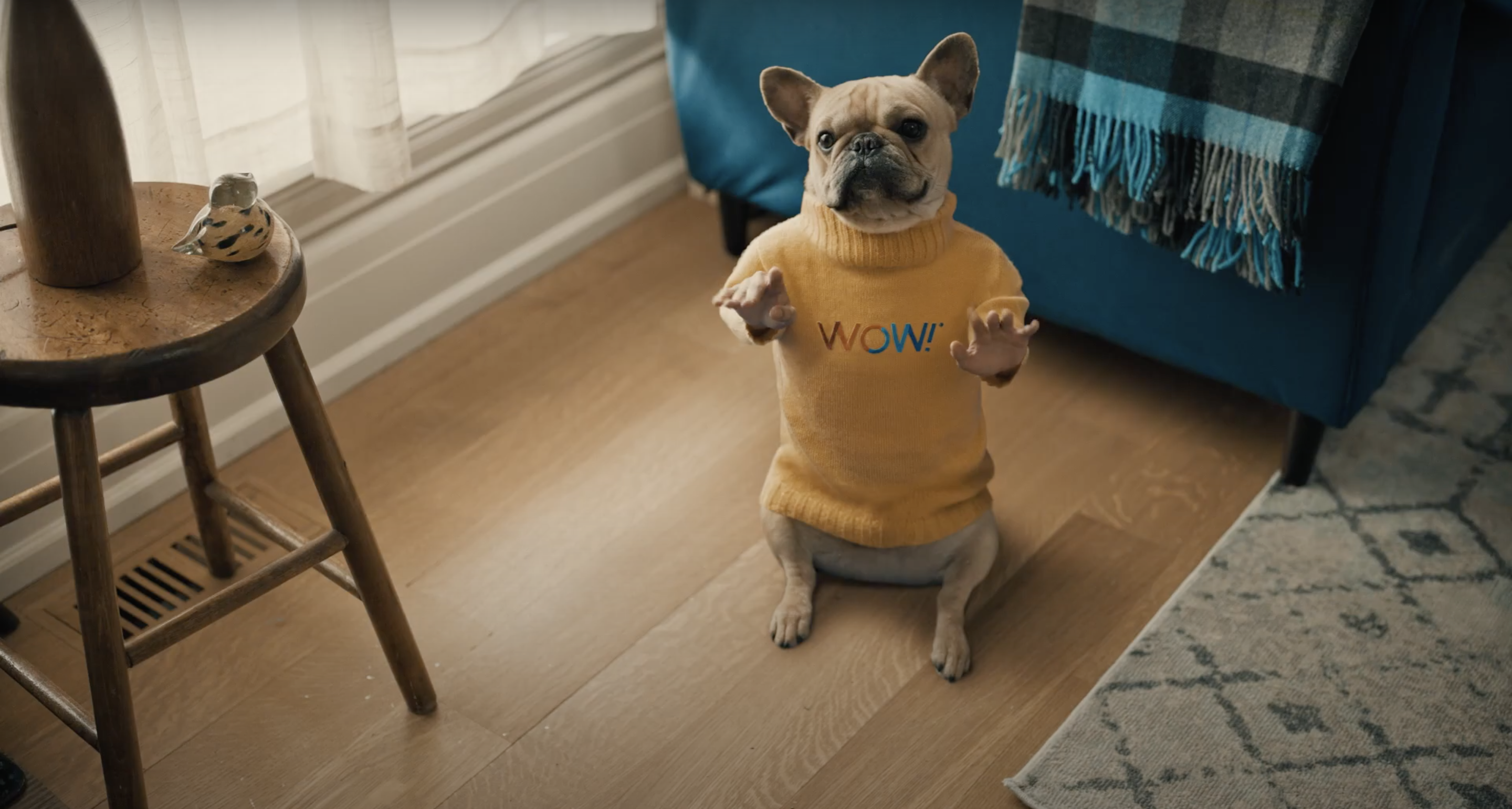Dog with human hands