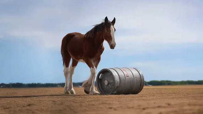 Budweiser first delivery foal rolling a keg