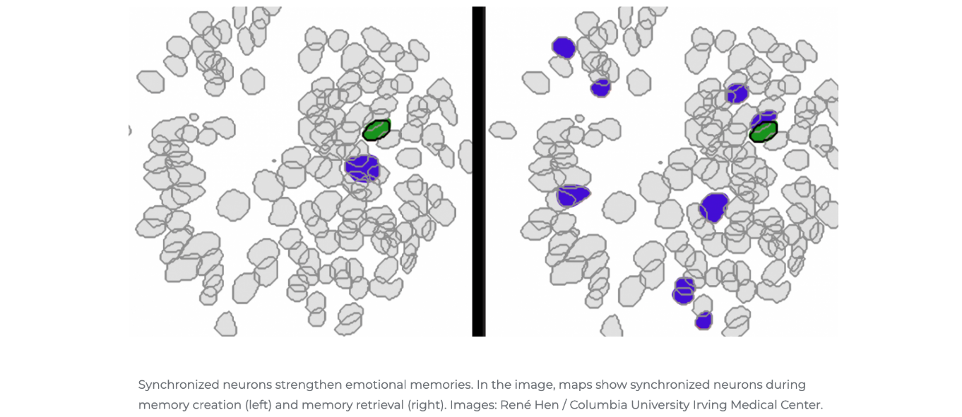 Brain map shows synchronized neurons at play during memory creation and retrieval. 